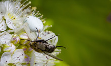 White Crab Spider Misumen Vatia And Its Insect Prey Ount. On A White Spirea Flower.