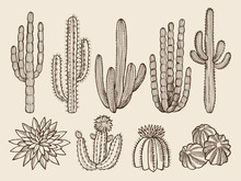 Sketch Hand Drawn Illustrations Of Cactuses And Various Wild Plants