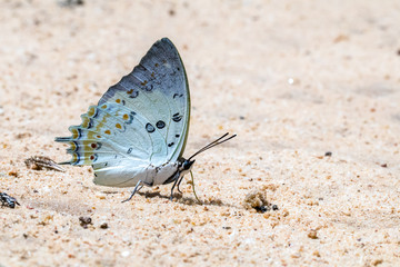 A beautiful  butterfly in the nature background.