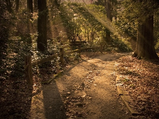 Wall Mural - Path in Forest