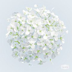 Poster - White Hydrangea flower vector drawing