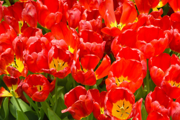 Wall Mural - Group of red tulips in the park