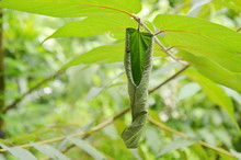 Dry Leaf Roll From Branch In Garden