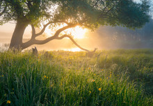 Summer Nature. Misty Morning. Beautiful Tranquil Morning Landscape.