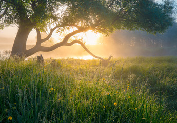 summer nature. misty morning. beautiful tranquil morning landscape.