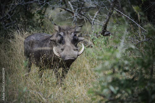 Cuadros en Lienzo Phacochère dans une réserve en Afrique du Sud