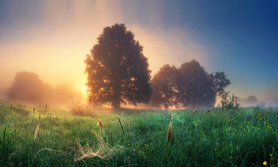 Wall Mural - Summer nature landscape on sunrise in the morning. Scenery meadow with grass and sunlight behind trees on horizon. Misty morning. Rural perfect scene of natural countryside. Majestic vivid dawn.