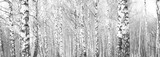 Fototapeta Fototapeta las, drzewa - black-and-white photo with white birches with birch bark in birch grove