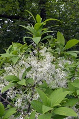 Wall Mural - weiße lange Blüten des Fransenbaumes (Chionanthus virginicus)