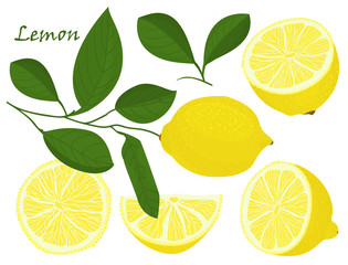 Wall Mural - Set of yellow whole and chopped lemon Isolated on white background. Botanical drawing doodle art. Tropical Citrus Fruit pattern. Healthy food frame