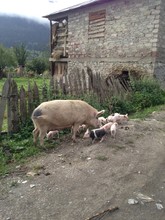 Mother Pig With Piglets