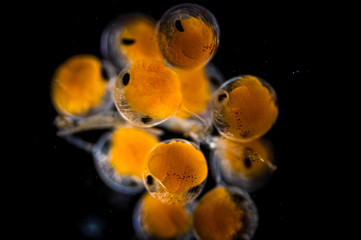 Spiny lobster eggs