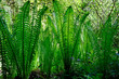 Jasnozielone liście Matteuccia struthiopteris - popularnie nazywana ostrich fern, fiddlehead fern albo shuttlecock fern. W Japoni znana jako kogomi albo kusasotetsu i jedzona codziennie jako warzywo.	