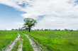 © yanik88 - Summer landscape with green grass, road and clouds.