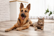 © New Africa - Adorable cat and dog resting together at home. Animal friendship