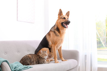 Poster - Adorable cat and dog resting together on sofa indoors. Animal friendship