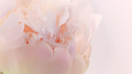 Poster - Blooming pink peony background. Beautiful peony flower opening timelapse. 3840X2160 4K UHD video footage