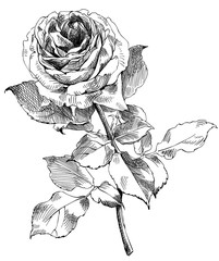 Wall Mural - drawing a rose, sketch from nature, vector illustration