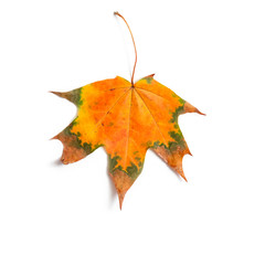 Canvas Print - maple leaf bright on white background