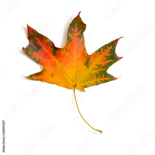 maple leaf bright on white background