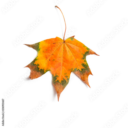 maple leaf bright on white background