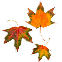 Canvas Print - maple leaf bright on white background