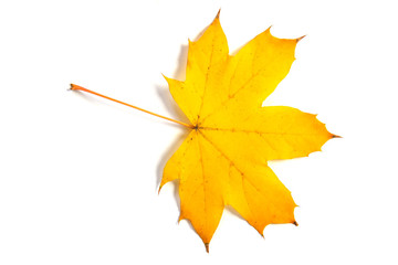 Canvas Print - maple leaf bright on white background