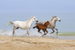 Three running horses on the seashore
