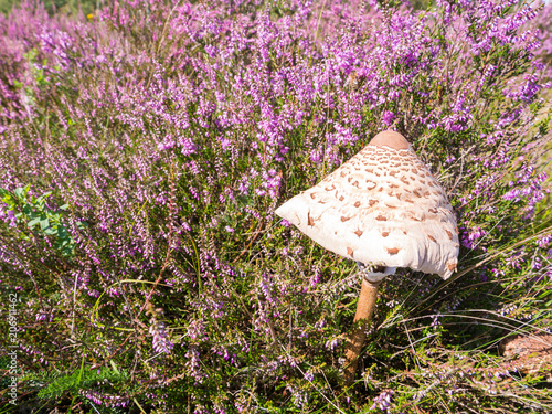 Fotografie, Obraz Young parasol mushroom, Macrolepiota procera, and purple heath in August, Nether