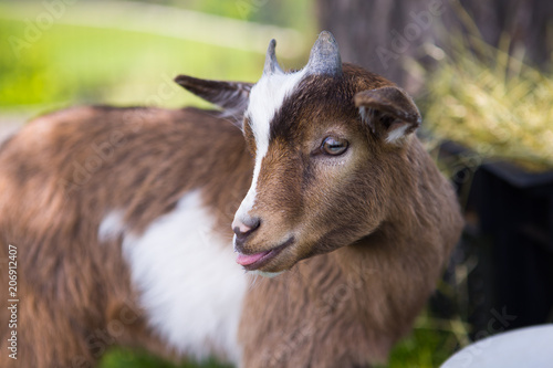 Junge Ziege Mit Kleinen Sussen Hornern Kaufen Sie Dieses Foto Und Finden Sie Ahnliche Bilder Auf Adobe Stock Adobe Stock