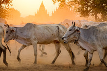 Cows On Dusty Road At Sunset