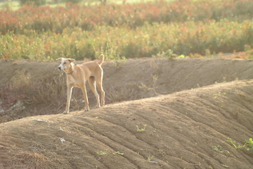 Village dog