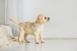 Lovely puppy standing and looking away