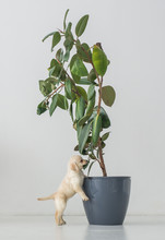 Funny Puppy Of A Labrador Bites A Leaf Of A House Plant