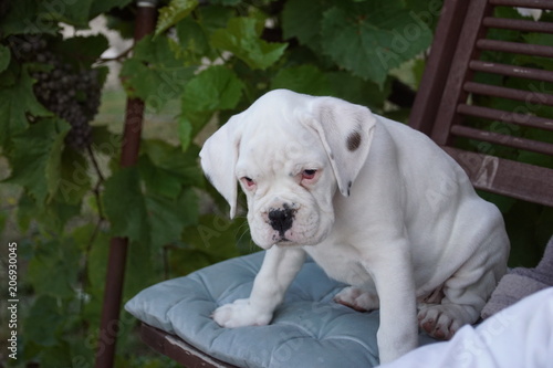 Petit Chiot Boxer Blanc Assis Sur Une Chaise Stock Photo Adobe Stock