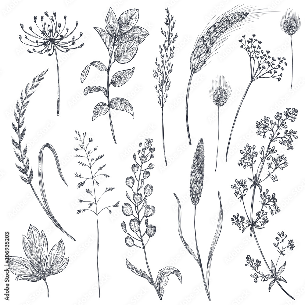 Set of herbs and flowers, hand drawn vector illustration. - obrazy, fototapety, plakaty 