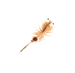 artemia plankton isolated on white background