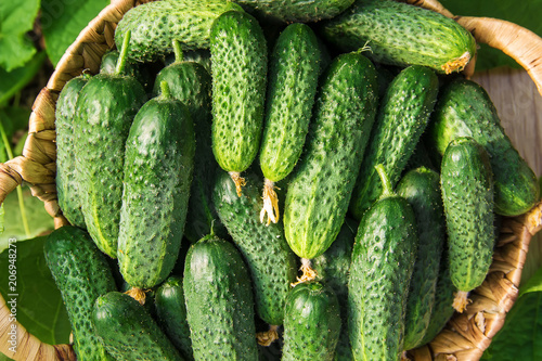 Cuadros en Lienzo homemade cucumber cultivation and harvest. selective focus.