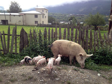Pig With Piglets