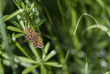 Butterfly With Brown Wings And Orange Speckles In Nature.