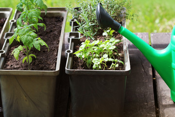 Wall Mural - Container vegetables gardening. Vegetable garden on a terrace. Herbs, tomatoes seedling growing in container