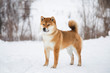 Japanese red coat dog is in winter forest. Profile Portrait of adorable Shiba inu male standing in the forest on the snow and trees background.