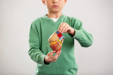 Main organ. Selective focus of a human heart being in hands of a nice smart schoolboy
