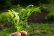 Woman holding rucola leaves against blurred summer background