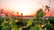 Vineyards And A Vine At Sunset
