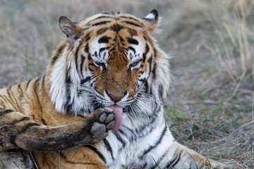 Wall Mural - Portrait of a male tiger in Tiger Canyons Game Reserve in South Africa 