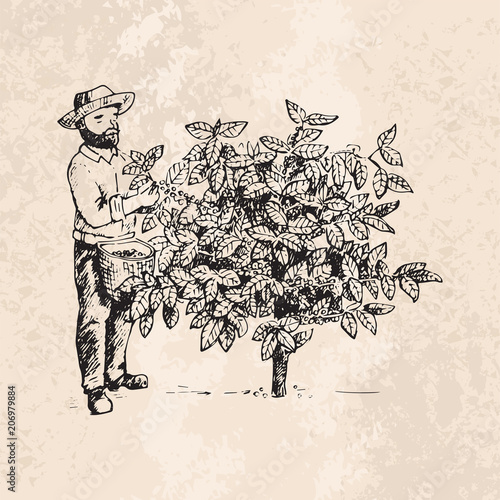 Coffee production hand drawn farmer picking beans on tree and vintage drawing...