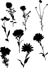 Set Of Eight Garden Black Flower Silhouettes On White