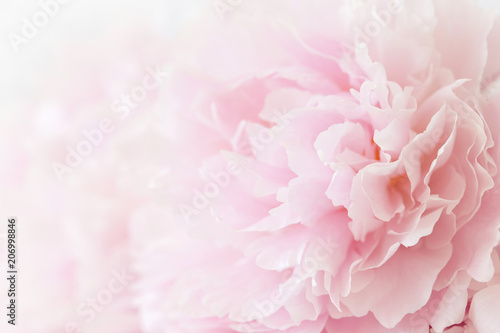 Photo  beautiful pink peony flower background