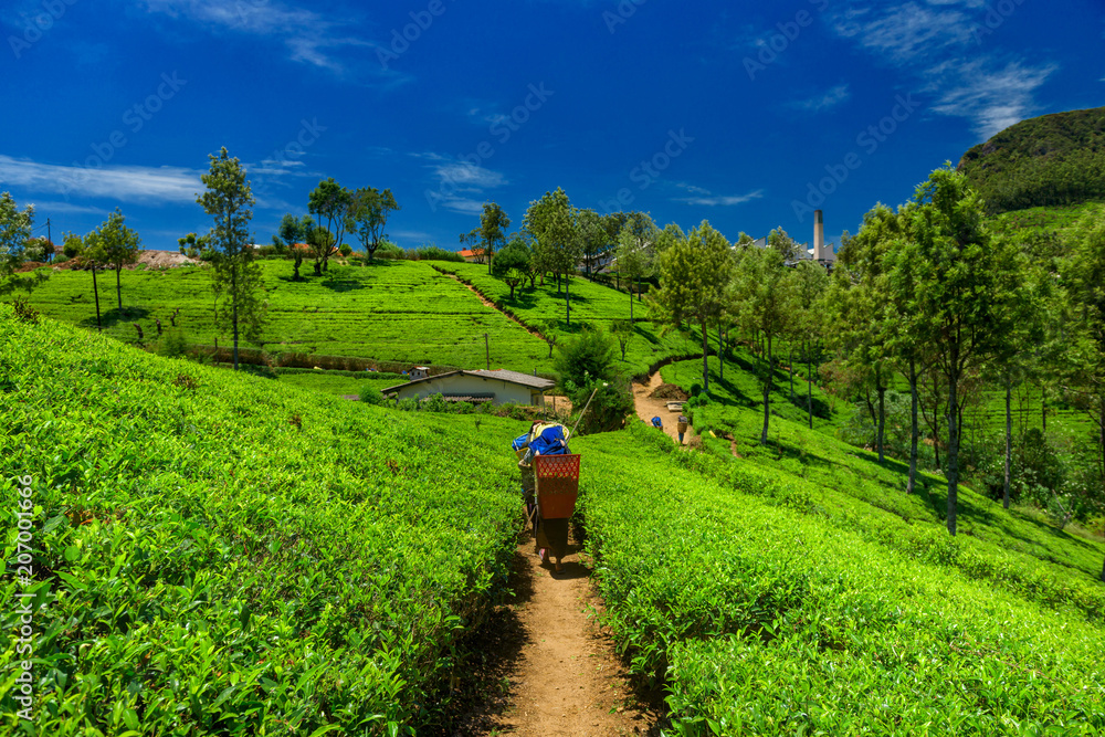 Tea plantations and factory in Sri Lanka. - obrazy, fototapety, plakaty 